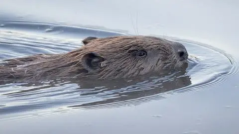 Bobry poczuły wiosnę. Rozpoczęły amory