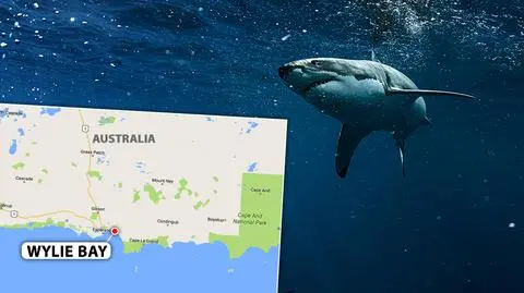 Atak rekina na australijskim wybrzeżu