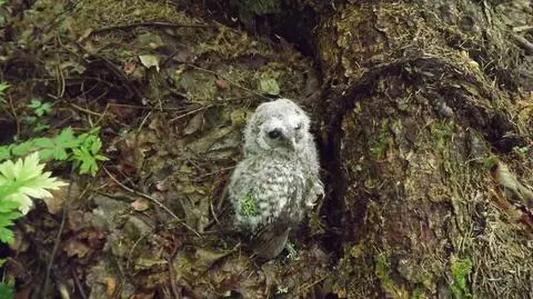 Pisklę sowy prawie zdechło z wycieńczenia. Pomogli mu leśnicy