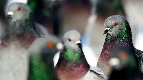 Gołąb pocztowy zgubił drogę i pokonał ocean. Przeleciał non stop 8 tys. km