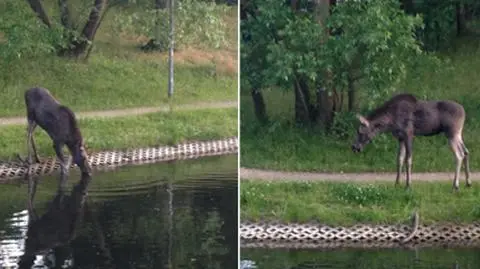 "Młody łoś na spacerze". Wieczorne spotkanie w Fortach Bema