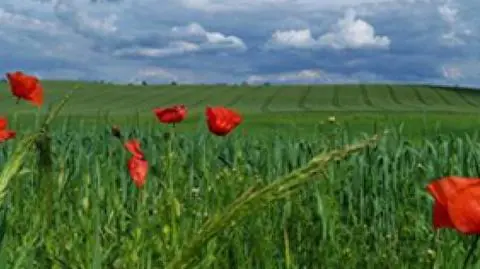 Cała paleta kolorów na mazurskiej łące