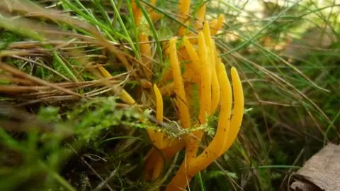 Pięknoróg lepki
Pięknoróg lepki, pięknoróg największy (Calocera viscosa) – gatunek grzyba z rodziny łzawnikowatych.
13.09.2011
Puszcza Bydgoska