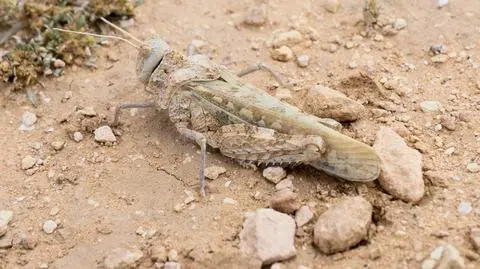 Szarańcza pożera trawę i zbiory ryżu. Madagaskarowi grozi klęska głodu