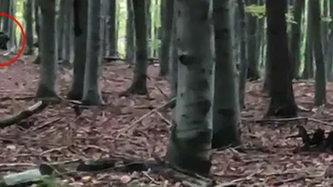 Twardy pojedynek muflonów na początek godów