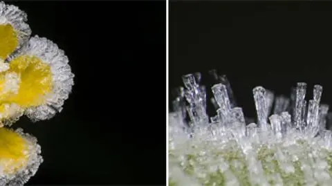 Jak szron wygląda z bliska?