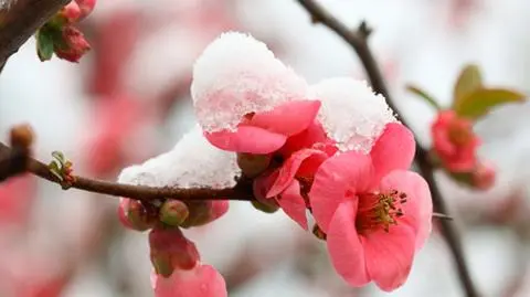 W centrum kraju spadł śnieg