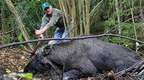 Łakomstwo nie popłaca: chciał dobrać się do leśnej uprawy, zaplątał się w siatkę