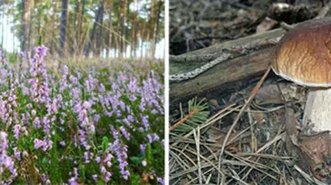 Złota polska jesień tuż-tuż