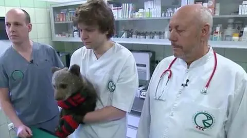 Bieszczadzki "przydrożny niedźwiadek" dochodzi do siebie