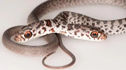 Wąż o dwóch głowach