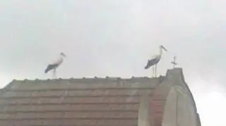 Bociany na kapliczce