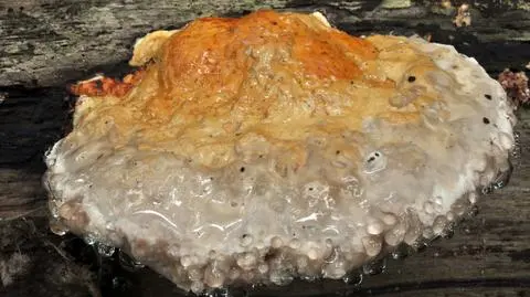 Pniarek obrzeżony Fomitopsis pinicola