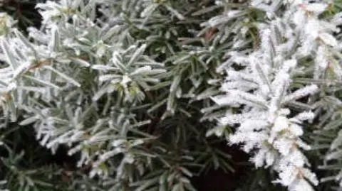 Urokliwe oblicze resublimacji