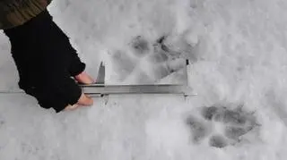 Tropy wilków i rysi