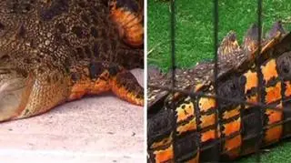Pomarańczowy krokodyl Snappy