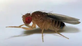 "Spiralę śmierci" odkryto u muszek owocówek