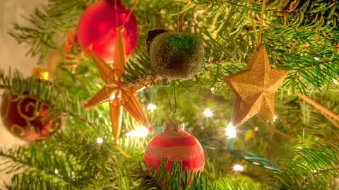 Chcesz świętować ekologicznie? Wybierz żywą choinkę