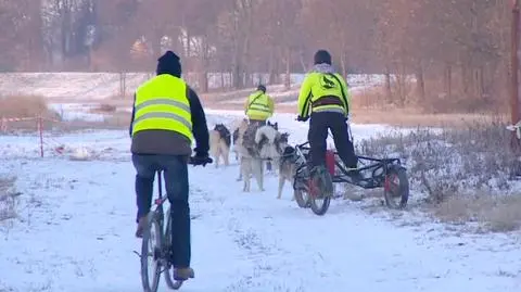 Psi zaprzęg to super zabawa. Tak trenują husky z Wrocławia