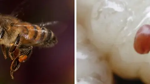 Varroa destructor zabójcą pszczół?