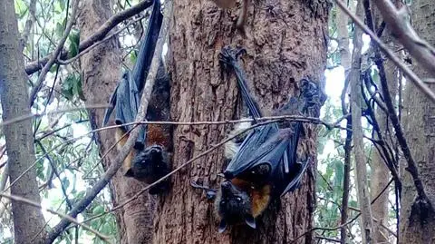 Setki martwych rudawek znaleziono przy Sydney