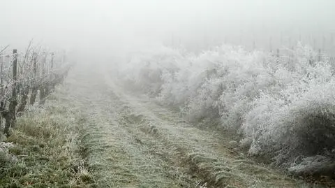 Szadź i mgły na polskich drogach, z wyjątkiem Pomorza Zachodniego