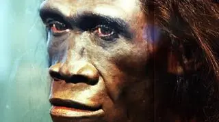 erectus 16x9_16_9.jpg