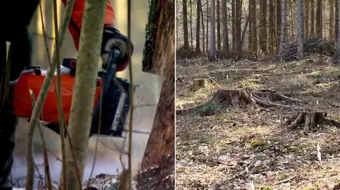 Prawo się zmieniło, drzewa padają. Szyszko: kto posadził, ma prawo wyciąć