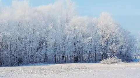 Śnieżny poranek