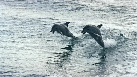Delfiny wchodzą na wyższy stopień ewolucji? Przekazują wiedzę potomstwu
