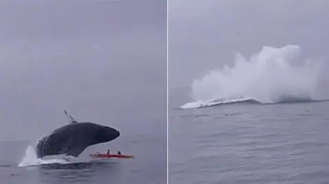 Humbak zatopił kajakarzy. Film przeraża