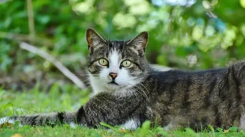25-latka szukali śledczy z kilku miast, zdradził go kot