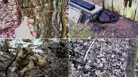Kłusownictwo to wciąż poważny problem w Polsce