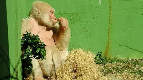 Snowflake był albinosem, bo narodził się z kazirodczego związku