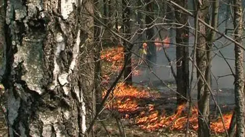 620 pożarów lasów. Najwyższy stopień zagrożenia