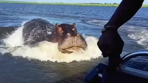 Hipopotam szybszy od motorówki