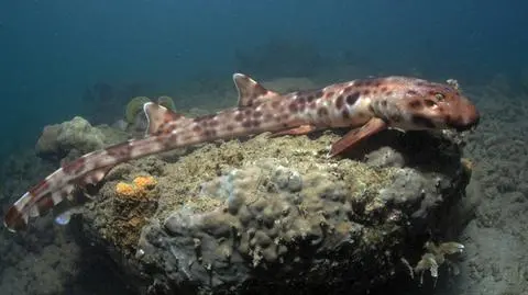 Odkryto nowy gatunek "chodzącego" rekina