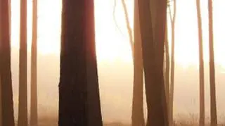 Poranki będą mgliste