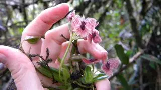 Nowo odkryty gatunek orchideii Telipogon diabolicus