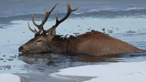 Pod jeleniem zarwał się lód. "Walczył o życie, był wyczerpany"