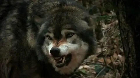 Warmińsko-mazurskie: rolnik przygarnął wilka, bo myślał, że to pies