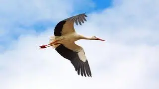 Bociany giną masowo