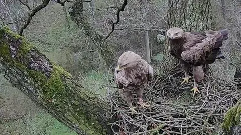 Telenowela i kino akcji, czyli codzienne życie pary drapieżnych ptaków 