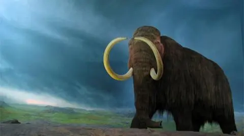 Mamut pod Elblągiem. Szczątki ssaka na budowie krajowej "siódemki"