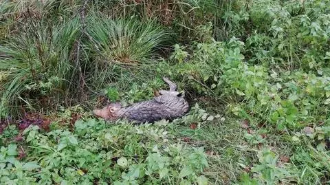 Leśniczy uratował rannego wilka 