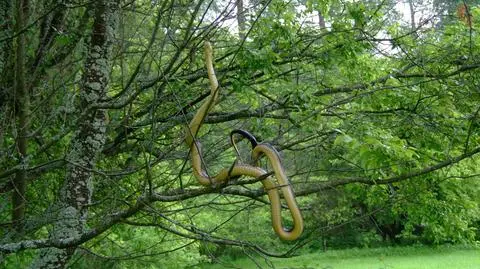 Wąż dusiciel wił się na drzewie. Ta "umiejętność zawsze zwracała uwagę"