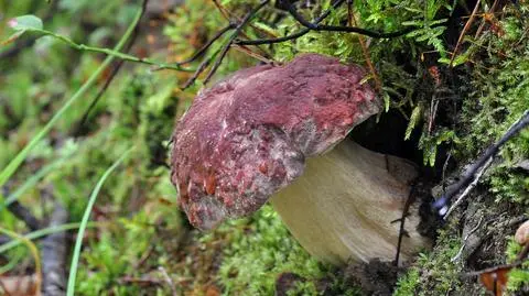 Borowik sosnowy Boletus pinophilus