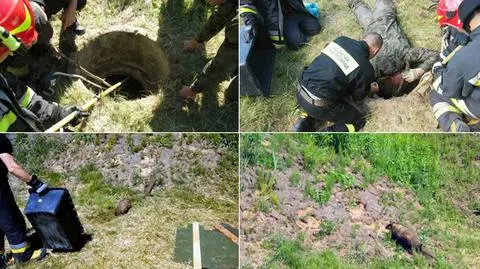 Strażacy i leśnicy ratują borsuka