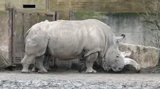 Północny nosorożec biały w ogrodzie zoologicznym w Czechach