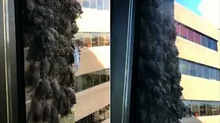 Migrujące nietoperze